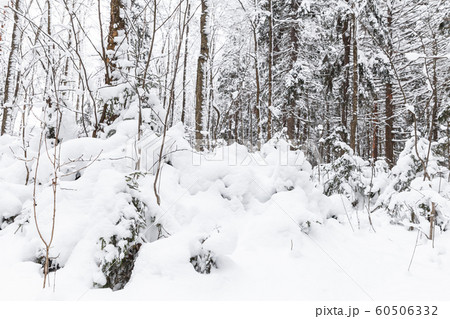 Snowy European forest at day, winter landscape 60506332