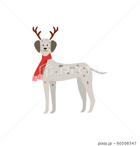 Christmas dalmatian - dog wearing deer antlers and red festive scarf Christmas dalmatian - dog wearing deer antlers and red festive scarf 60506547