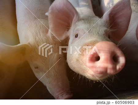 Pink skin of small piglet waiting feed on the farm 60506903