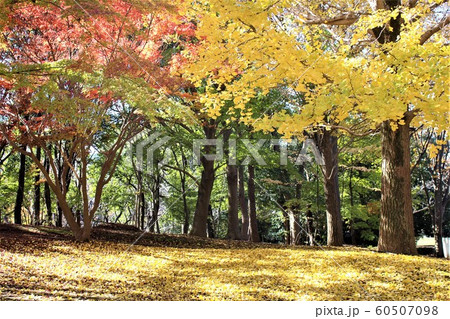 秋たけなわの柏の葉公園 秋たけなわの柏の葉公園 60507098