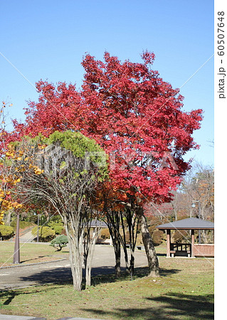 千秋公園の紅葉 60507648