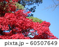 千秋公園の紅葉 60507649