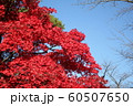 千秋公園の紅葉 60507650