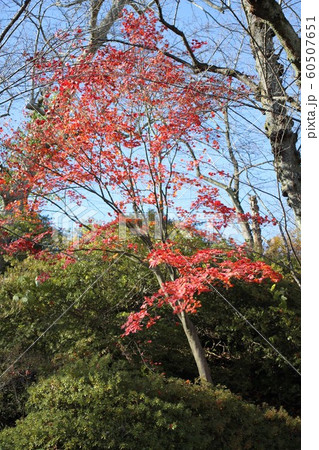 千秋公園の紅葉 千秋公園の紅葉 60507651