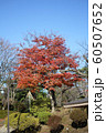 千秋公園の紅葉 60507652