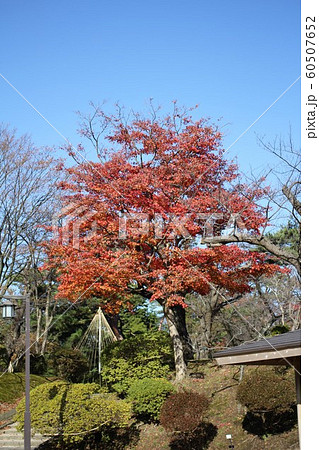 千秋公園の紅葉 60507652