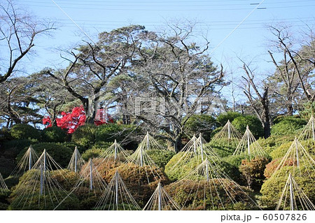初冬の千秋公園 初冬の千秋公園 60507826