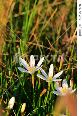 タマスダレ 60507970