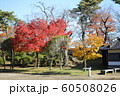 千秋公園の紅葉 60508026