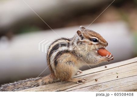 シマリス シマリス 60508408