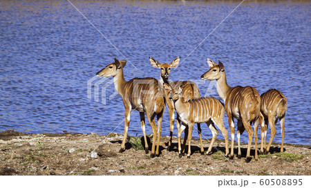 Nyala in Kruger National park 60508895