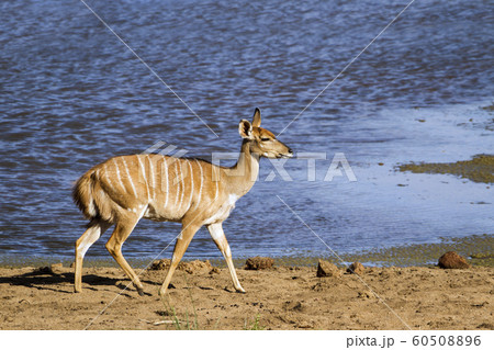 Nyala in Kruger National park 60508896