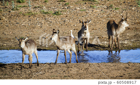 Waterbuck in Kruger National park Waterbuck in Kruger National park 60508917