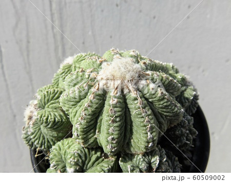 サボテン 花籠の写真素材 サボテン 花籠の写真素材