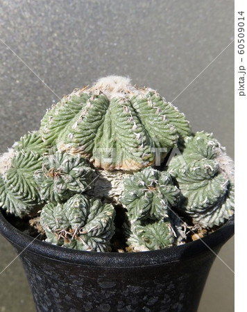 サボテン 花籠の写真素材