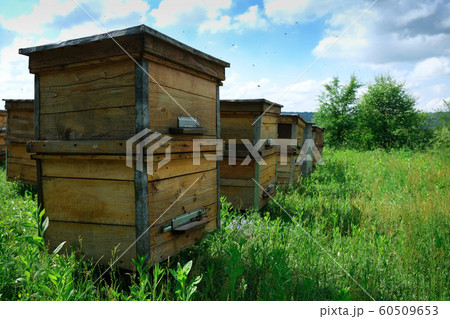 A beehive from a tree stands on an apiary. The houses of the bees are placed on the green grass in the mountains. Private enterprise for beekeeping. Honey healthy food products. A beehive from a tree stands on an apiary. The houses of the bees are placed on the green grass in the mountains. Private enterprise for beekeeping. Honey healthy food products. 60509653