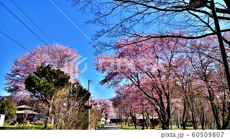 支笏湖畔の桜 60509807