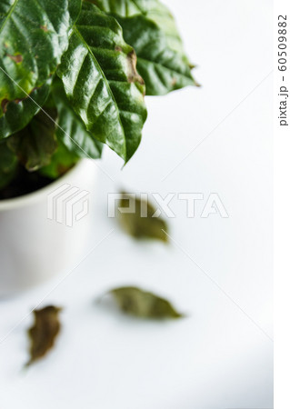 Cofee plant with dry leaves on white background Cofee plant with dry leaves on white background 60509882