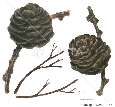 Winter Larch Cone, traced watercolor illustration 60511177