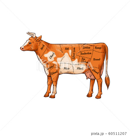 Cartoon Cow With Body Part Names For Meat のイラスト素材 60511207 Pixta