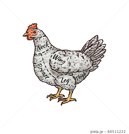 Chicken Sketch Vector  Photo Free Trial  Bigstock
