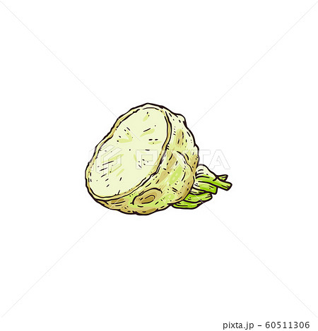 Hand drawn raw celery root plant cut up in half 60511306