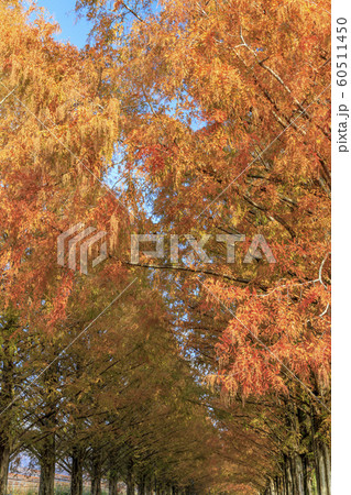 メタセコイヤ並木　紅葉 60511450
