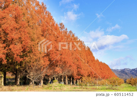 メタセコイヤ並木　紅葉 60511452