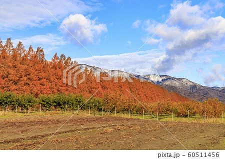 メタセコイヤ並木　紅葉 60511456
