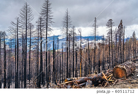 Burned down forest in Yosemite National Park, California 60511712