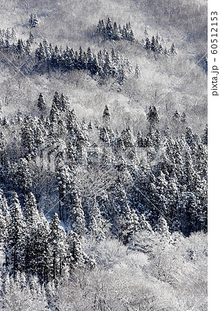 新雪の森 雪化粧 初冬 初雪 新雪 森 新雪の森 雪化粧 初冬 初雪 新雪 森 60512153