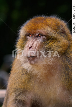 Barbary Macaque (Macaca Sylvanus) 60512819
