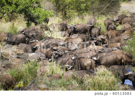 African buffalo herd in Kruger National park 60513083