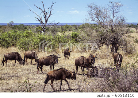 Blue wildebeest in Kruger National park 60513110