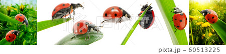 Collection ladybugs in nature Collection ladybugs in nature 60513225