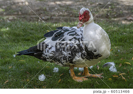 hard look of a Muscovy Duck. Madrid's community. hard look of a Muscovy Duck. Madrid's community. 60513466