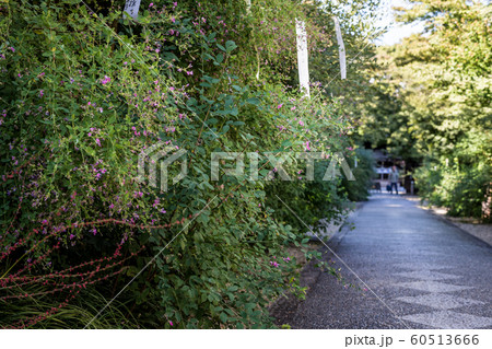 「萩の宮」梨木神社の参道に赤い萩 60513666