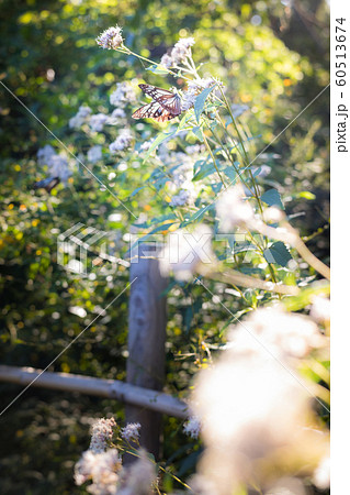 「萩の宮」梨木神社、フジバカマに渡蝶アサギマダラ 「萩の宮」梨木神社、フジバカマに渡蝶アサギマダラ 60513674