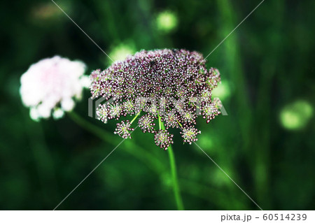 セイヨウノコギリソウの花 セイヨウノコギリソウの花 60514239