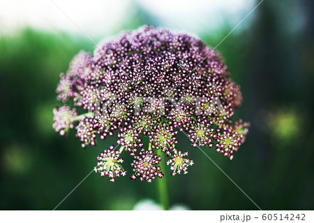 セイヨウノコギリソウの花 60514242
