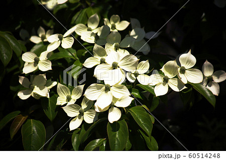 木漏れ日に咲く、常緑ヤマボウシの花 60514248