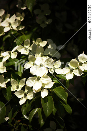 木漏れ日に咲く 常緑ヤマボウシの花の写真素材