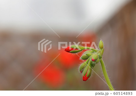 ゼラニュームの赤花の蕾 60514893