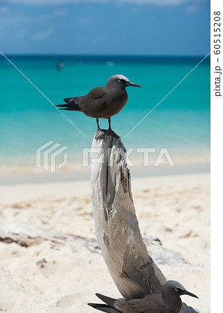 クロアジサシ 60515208