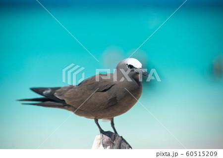 クロアジサシ 60515209