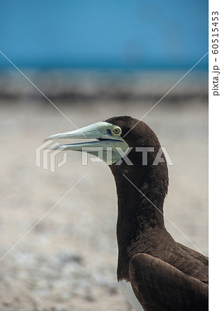 カツオドリ カツオドリ 60515453