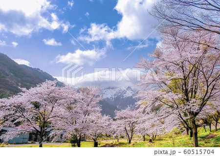 谷川温泉の桜広場 60515704