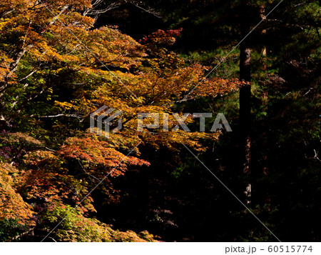 埼玉 秋の平林寺 埼玉 秋の平林寺 60515774