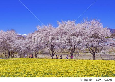 水仙と桜並木と雪山 60515826