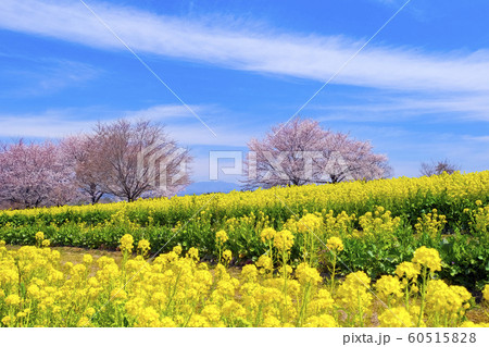 菜の花と桜広場 60515828